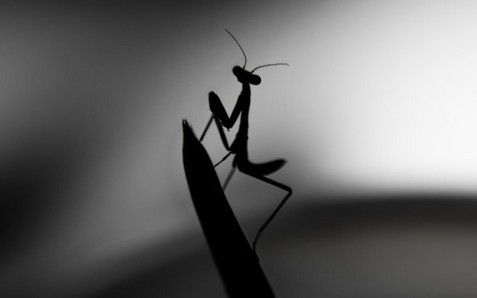 ȭӥצȭĸ